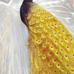 Elegant peacock wall art with vibrant feathers, perfect for modern luxury home decor.