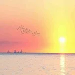 Sunset over ocean with distant city skyline and flock of birds.