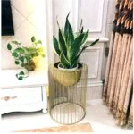 Modern indoor planter with snake plant in a gold metal stand, enhancing luxury home decor.